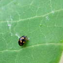 Image of Orange-spotted Lady Beetle