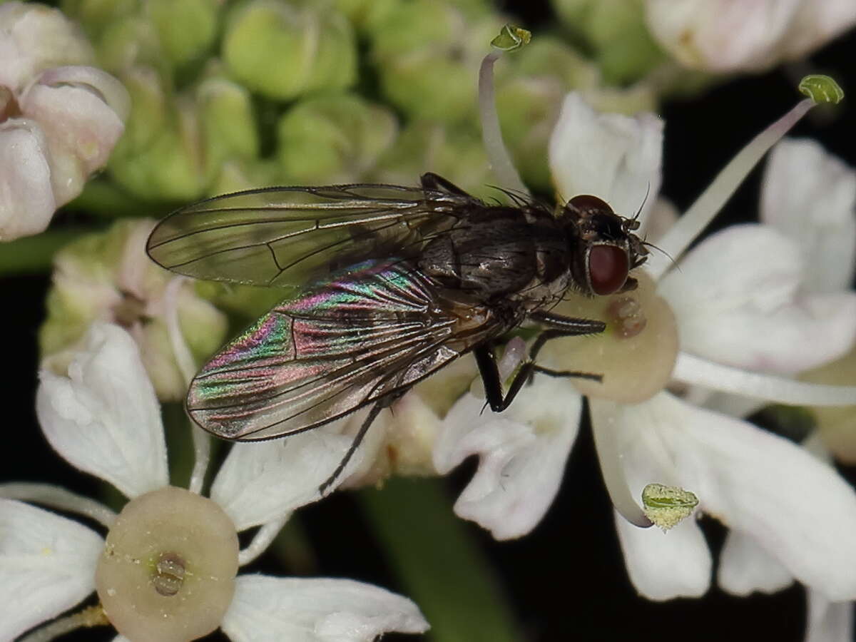 Image of house flies and relatives