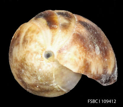 Image of Bulla Linnaeus 1758