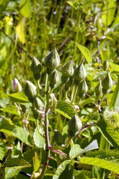 Image of climbing rose