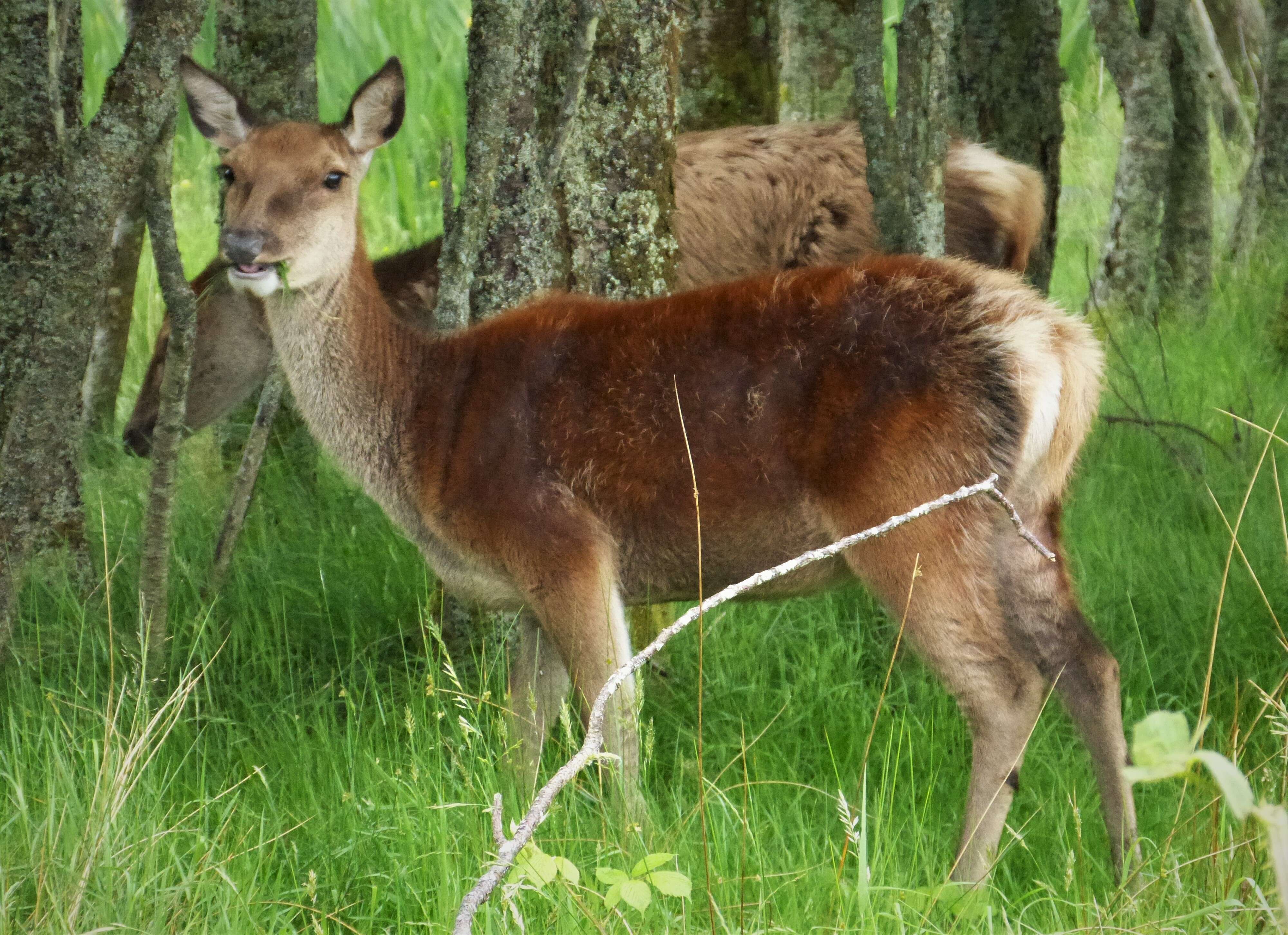 Image of Red Deer