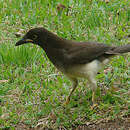 Image of Brown Jay