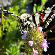 Image of Protographium