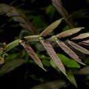 Sivun Cojoba sophorocarpa (Benth. & Hook. fil.) Britton & Rose kuva