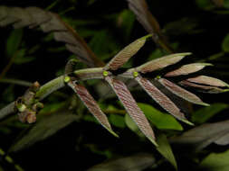 Image of Cojoba sophorocarpa (Benth. & Hook. fil.) Britton & Rose