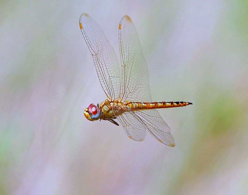 Image of Rainpool Gliders