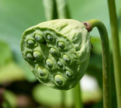 Image of sacred lotus