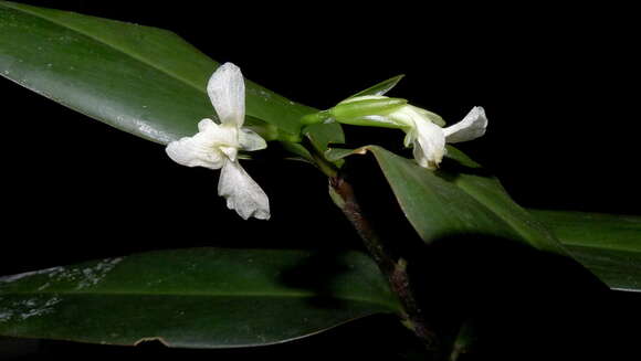 Image of Maranta subterranea J. M. A. Braga