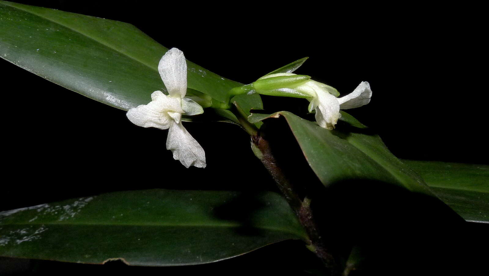 Image of Prayer Plant