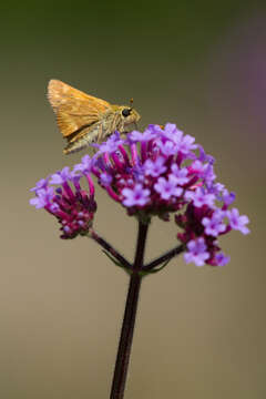 Ochlodes sylvanoides Boisduval 1852的圖片