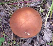 Image of Leccinum insigne A. H. Sm., Thiers & Watling 1966