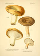 Image of Milk Cap Mushrooms