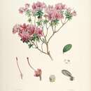 Image de Rhododendron setosum D. Don