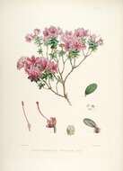 صورة Rhododendron setosum D. Don