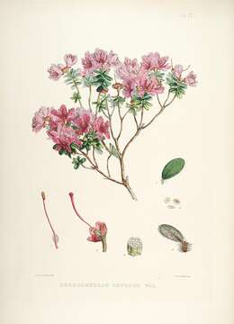 Image of Rhododendron setosum D. Don