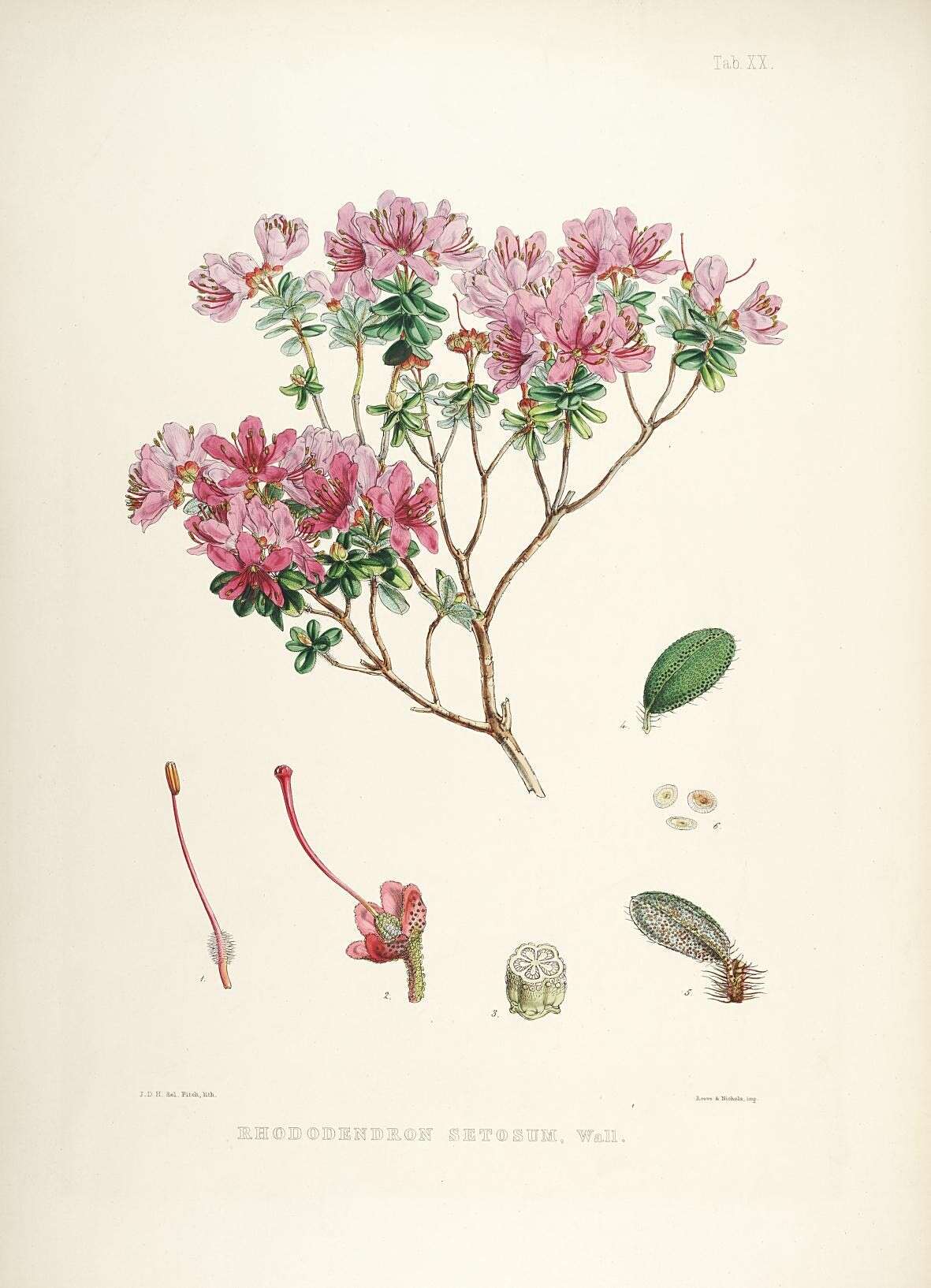 Image of Rhododendron setosum D. Don