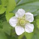 Imagem de Rubus rosifolius var. rosifolius