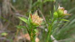 Image of Pimelea linifolia Sm.