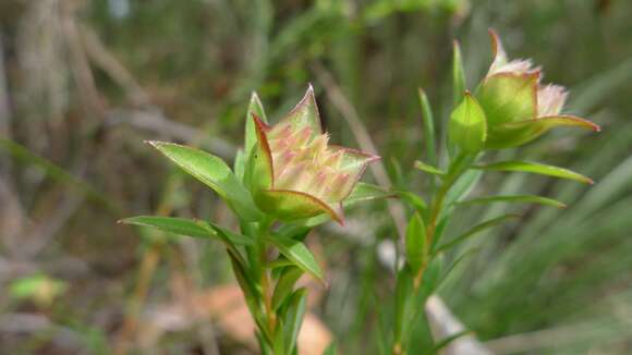 Image of Pimelea linifolia Sm.