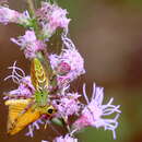 Image of Green Lynx Spider