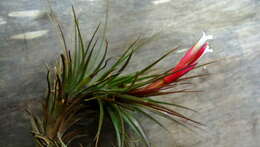 Image of narrowleaf airplant