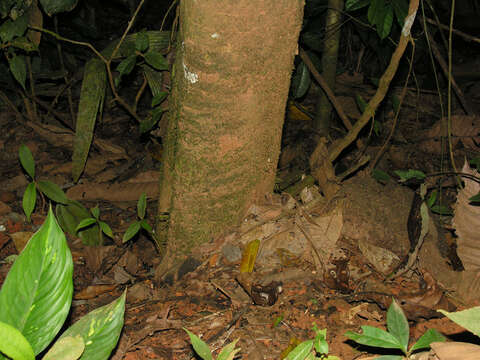 Image of Guatteria pudica N. Zamora & Maas