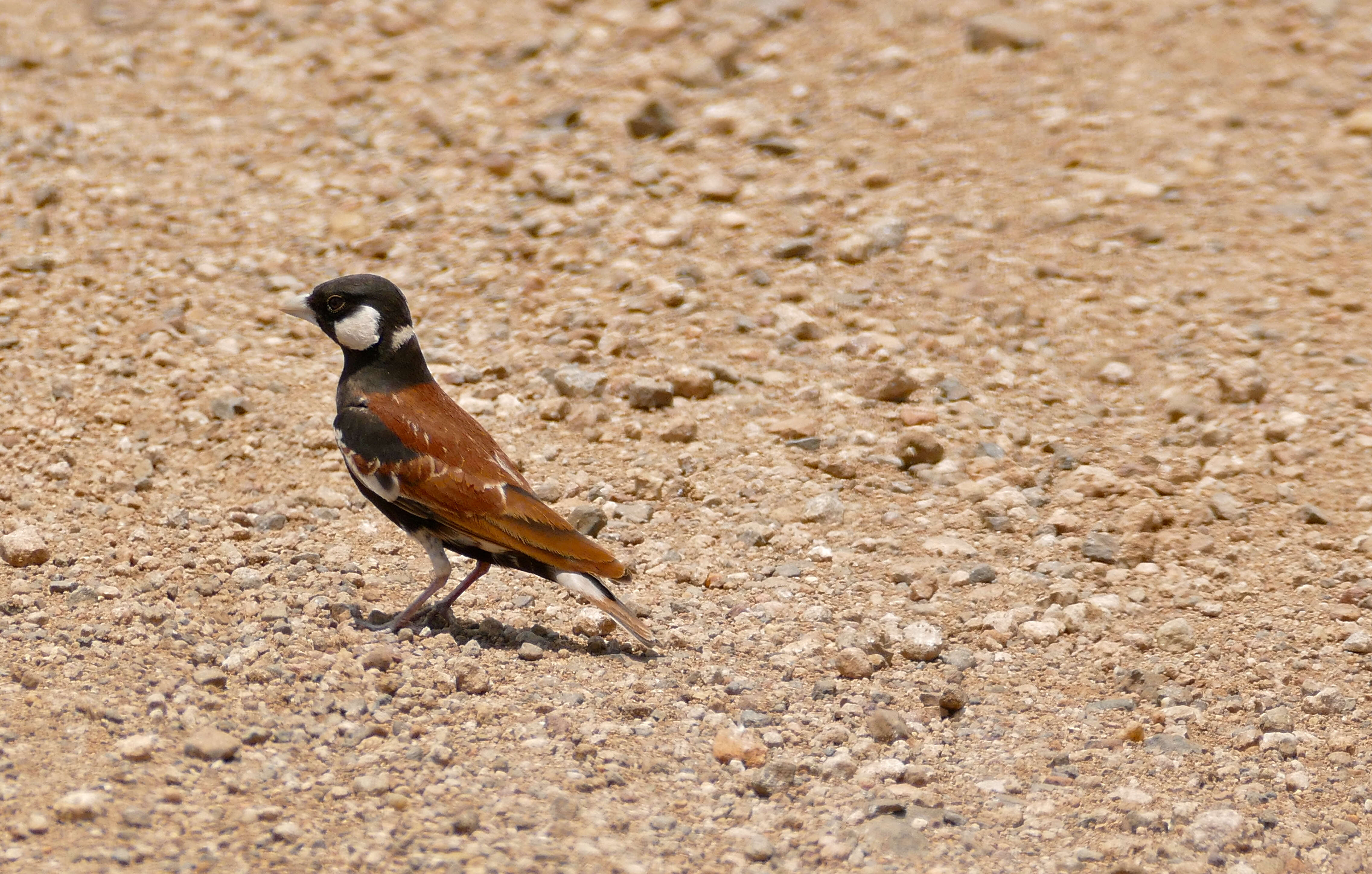 صورة Eremopterix leucotis (Stanley 1814)