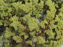 Image of paper nailwort