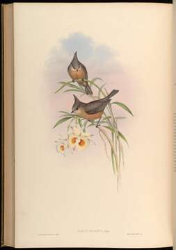 Image of Lophophanes Kaup 1829