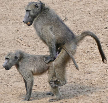 Image of Baboon