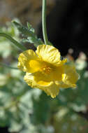 Image of hornpoppy