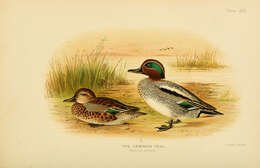 Image of teal, common teal