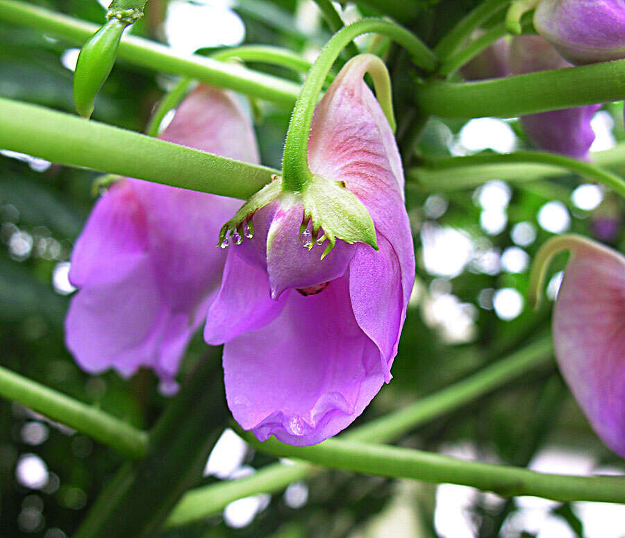 Impatiens mackeyana Hook. fil. resmi