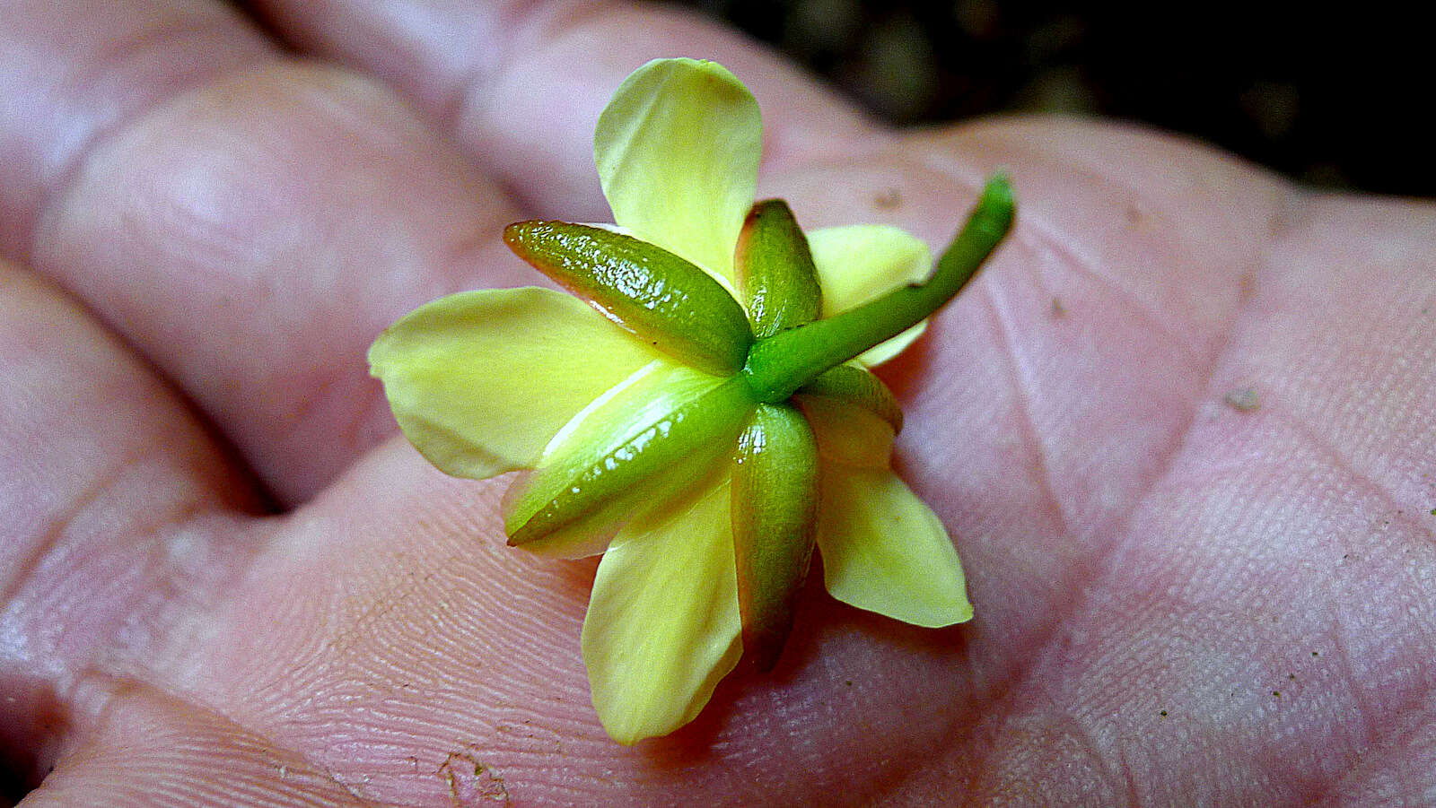 صورة Ouratea gigantophylla (Erhard) Engl.