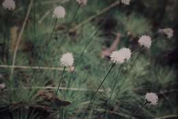 Image of Pincushions