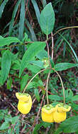 Image of Calceolaria irazuensis J. D. Smith