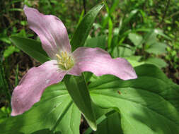 Image of trillium