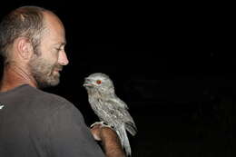 Image of frogmouths