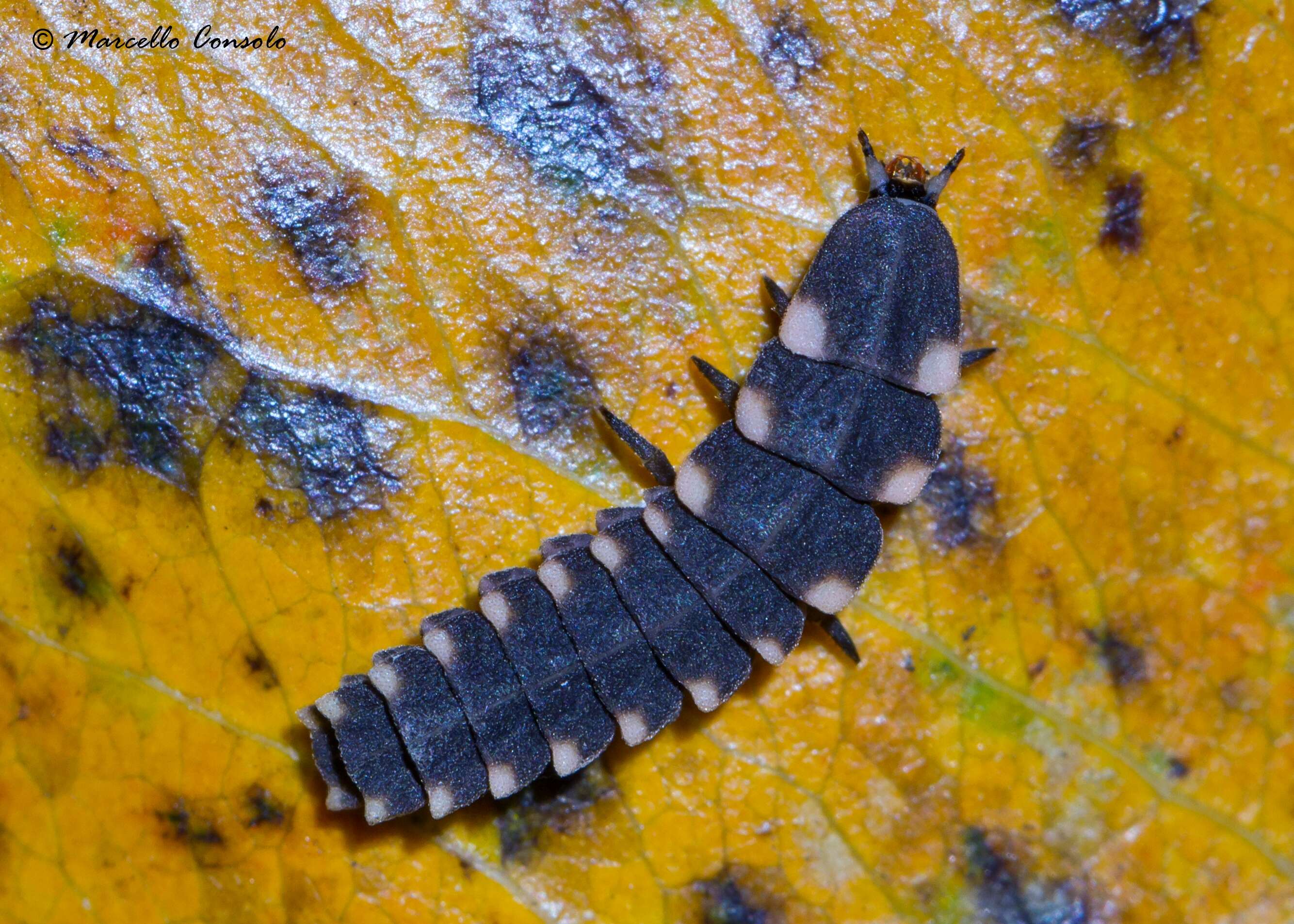 Image of glowworms