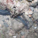 Image of Freshwater moray