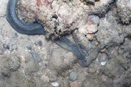 Image of Freshwater moray