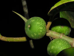 Image of Ficus tonduzii Standl.