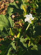 Image de Datura