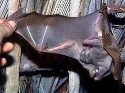 Image of Wahlberg's Epauletted Fruit Bat