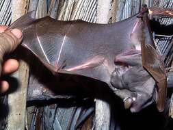 Image of Epauletted Fruit Bats