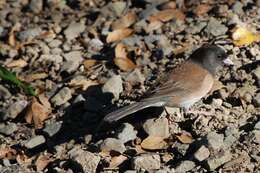 Image of juncos