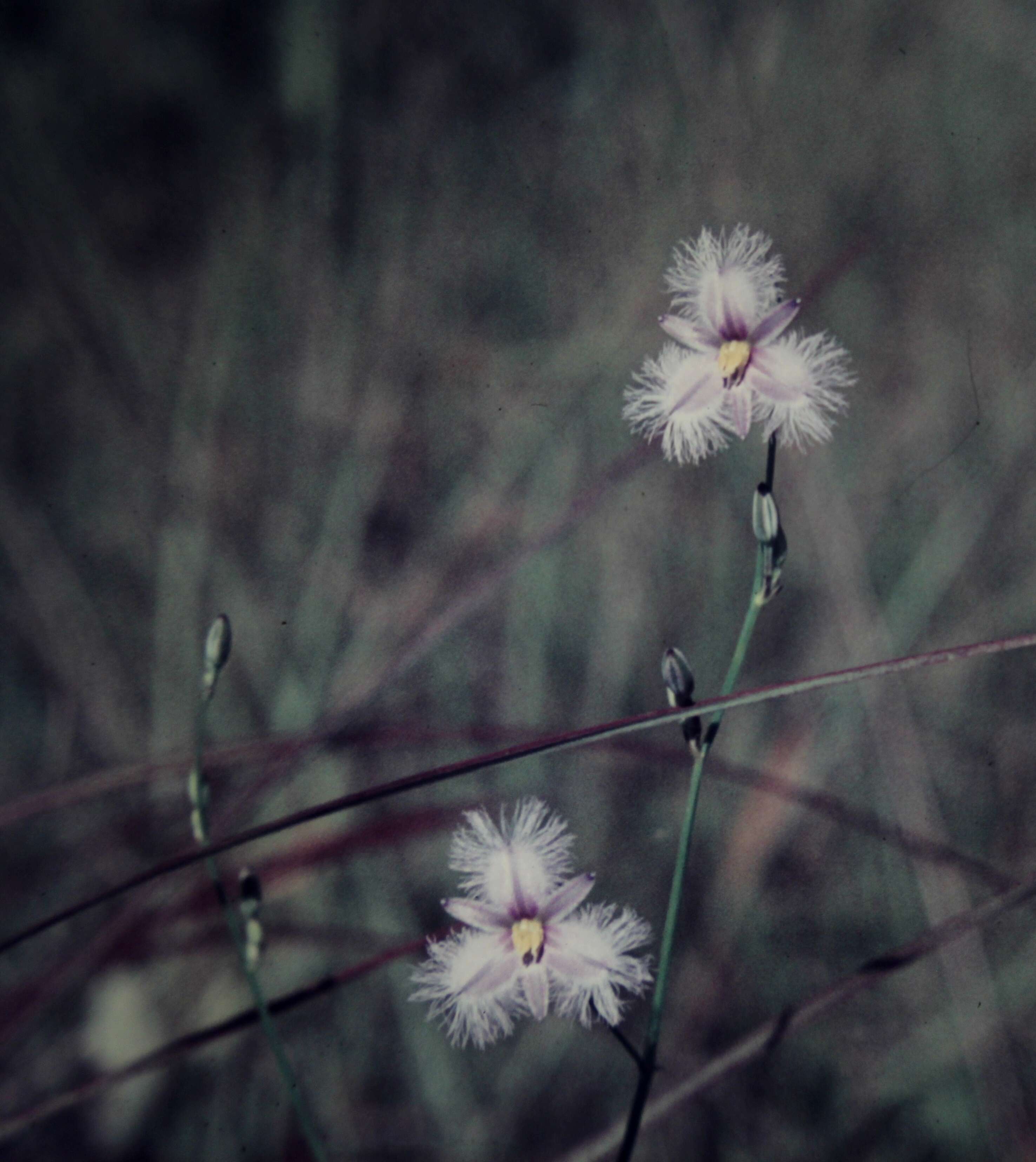 Image of Fringe lily