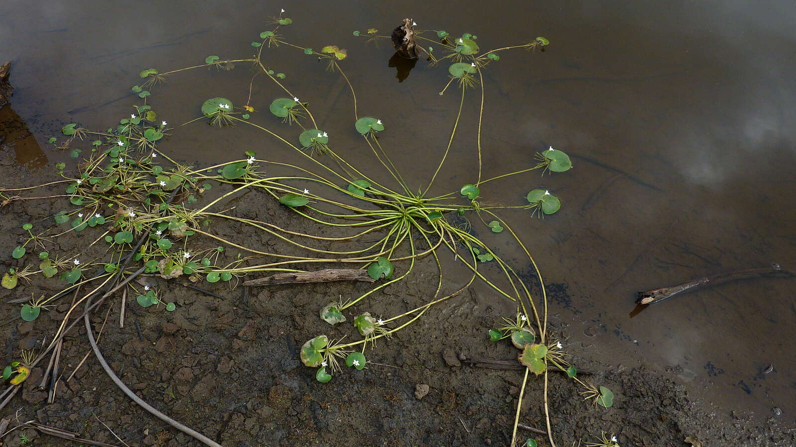 Image de Faux Nénuphar des Indes