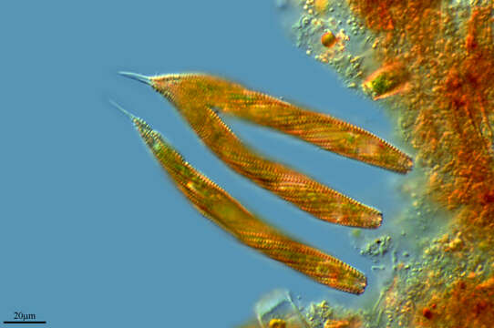 Image of Lepocinclis spirogyroides