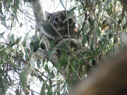 Image of Wombats and Koalas